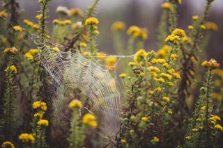 A spiderweb hanging between some yellow flowers. The spiderweb and a few flowers are in focus; the rest of the image is blurred.