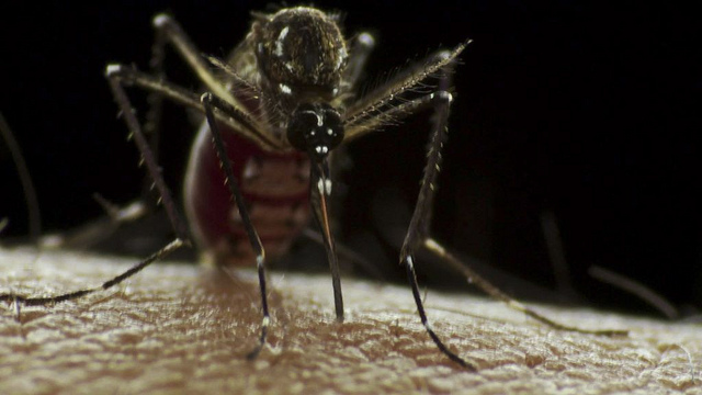 Closeup of an Aedes aegypti mosquito on skin.