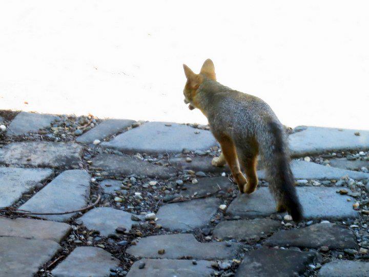A fox on some paving stones.