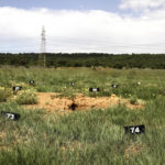 A field with sandy soil and scrubby grass, and a transmission tower in the background. Eleven numbered signs are placed irregularly in the ground, showing numbers in the 40s, 50s and 70s.