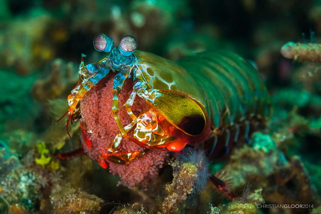 Close-up photo of a mantis shrimp, its dominant colors are shades of green, red, and blue.