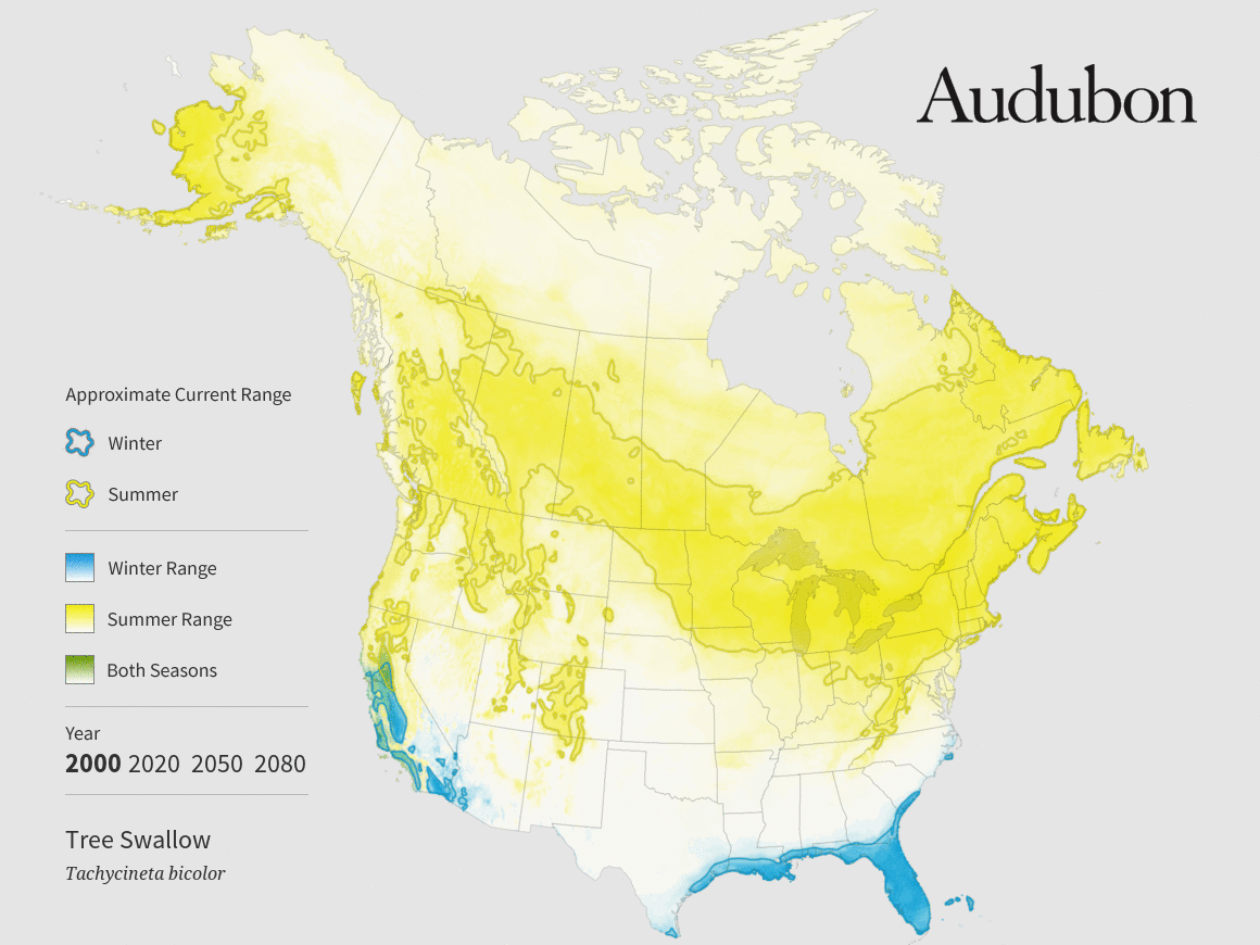 Audubon tree swallows map