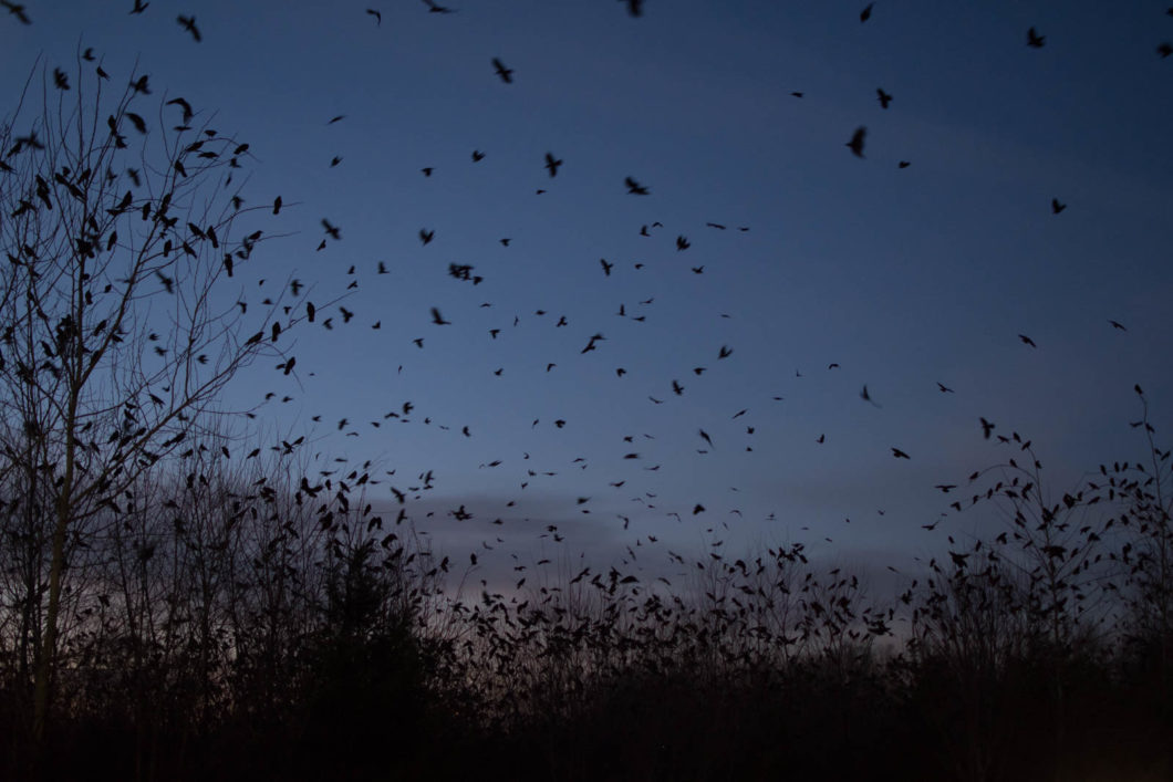 A photo of a flock of birds flying above some trees at dusk.