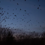 A photo of a flock of birds flying above some trees at dusk.