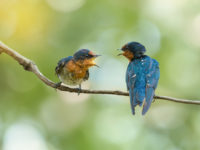 Two Pacific Swallow( Hirundo tahitica ) birds facing each other with open beak.
