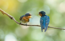 Photo of two Pacific Swallow birds resting on a branch, they seem to be communicating.