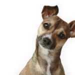 Headshot of a Chihuahua dog.