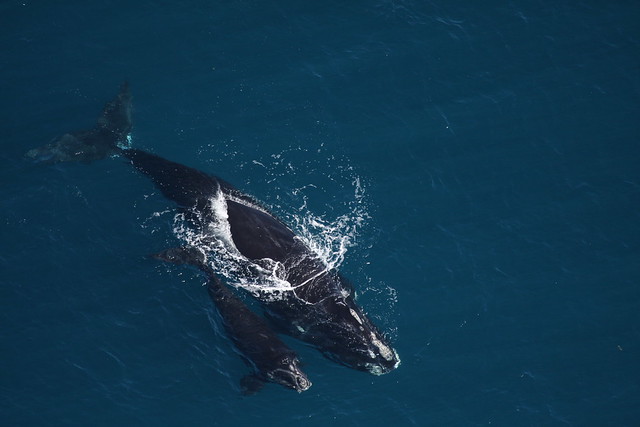 Photo of a whale and her calf swimming, seen from above.