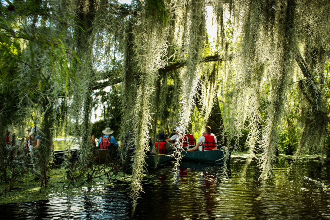 A group of people on a boat, navigating in a calm river. The view is partially obstructed by hanging plants.