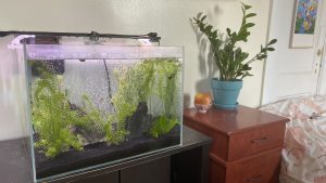 A medium-sized fish tank on a table next to a nightstand with a plant on it which on its turn sits next to a bed.