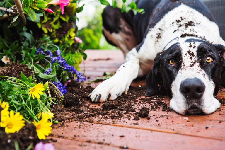 A guilty-looking dog looks into the camera, covered in dirt. Next to it, unerathed flowers lay on the ground surrounded by the same soil covering the dig.