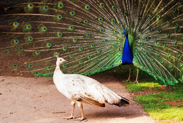 A peacock displaying to a peahen, who is looking back at the peacock with apparent interest.
