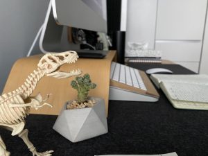 A desk that holds a computer, a small cactus, and a statue of a what appears to be a complete T-rex skeleton.