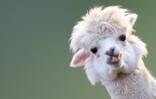 An alpaca pokes its head into the side of the frame.