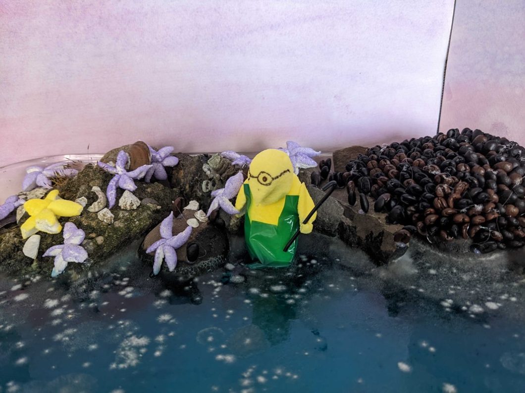 Peeps diorama showing ecologist Bob Peep (Paine) picking up purple sea stars off the coast. Coffee beans are mussels and blue jello acts as the sea. 