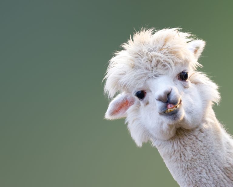 An alpaca pokes its head into the side of the frame.