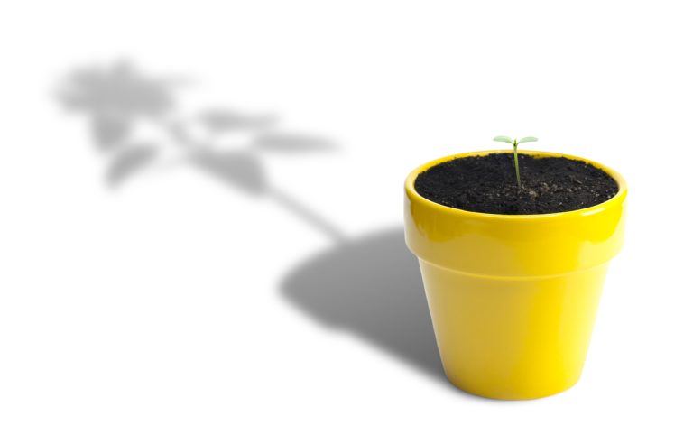 A sunflower seedling in a yellow pot with the shadow of a full-grown sunflower projected on a while wall behind it.