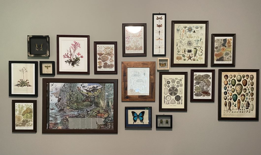 A neutral-colored wall with a variety of framed, artfully arranged natural-history images. One frames a blue and black butterfly. Another depicts eggs of different shapes, colors, and sizes. Yet another shows a variety of sea creatures. There are eighteen framed pieces in total. 