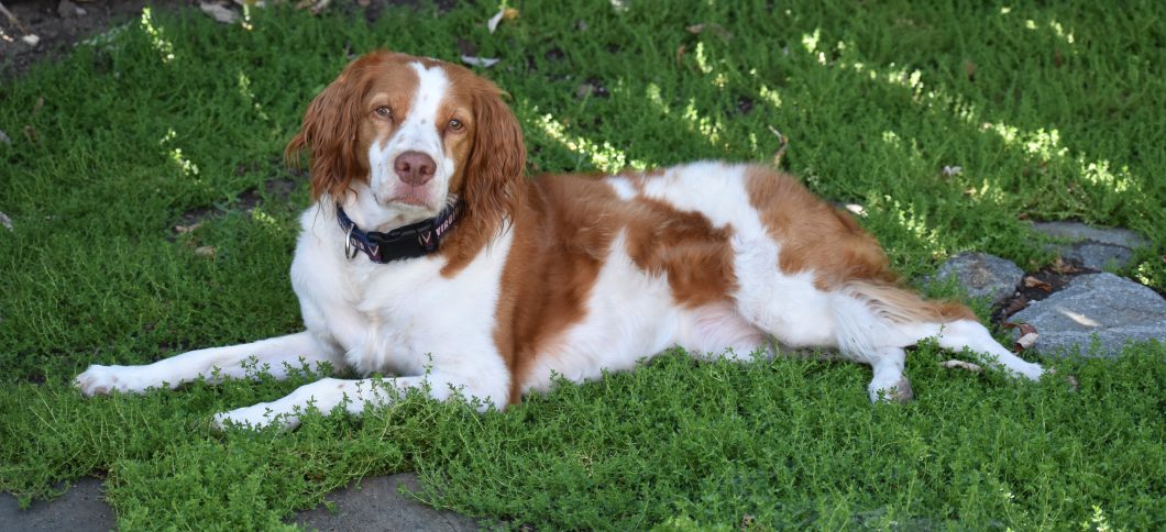 Ferris's dog Jack, a Brittany, lies on shome shaded grass and looks at the camera.