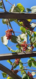 Grapes growing on a trellis in the afternoon sun.