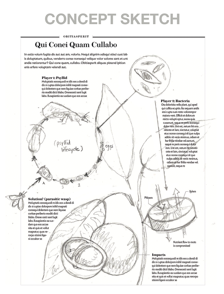 Animated gif of a graphic that shows the cause and impact of greening disease in citrus trees. The animation cycles through three stages. In the concept sketch, the composition is solid and imagery within is rough. In the tight sketch, the imagery within the composition becomes more detailed. The final version includes text, and a fully rendered psyllid, a bacteria inset, and orange tree details.