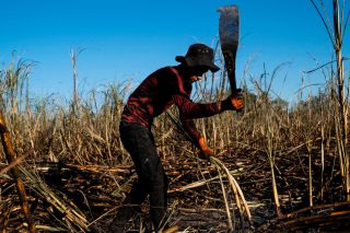 A worker wearing a red shirt swings a machete to cut sugarcane.